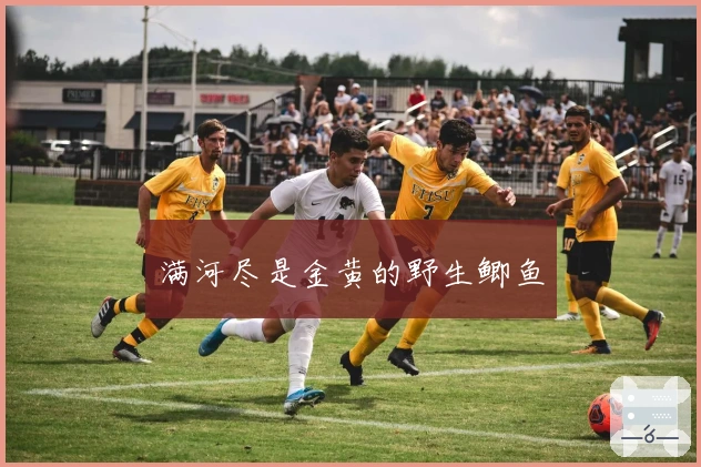 满河尽是金黄的野生鲫鱼