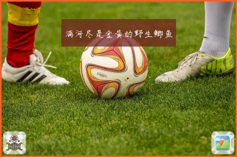 满河尽是金黄的野生鲫鱼